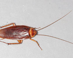 Image of American cockroach