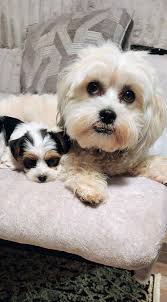 And then they go ok with each over