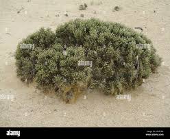 Image result for Arthraerua leubnitziae