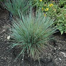 'standing ovation' has all of the benefits of the species as well as several notable improvements. Standing Ovation Bluestem Schizachyrium Scoparium Standing Ovation In Boston Hopkinton Chelmsford Hingham Middleborough Massachusetts Ma At Weston Nurseries
