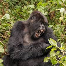 Eastern lowland gorillas are more robust in appearance than the western lowland gorillas, having longer teeth, a stronger jaw and a broader body. File Mountain Gorilla Gorilla Beringei Beringei Yawn Jpg Wikimedia Commons