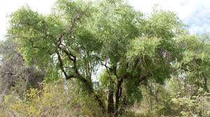 Image result for Spirostachys africana