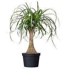 Beaucarnea Recurvata Potted Plant Elephant S Foot Ikea Ikea Plants Plants Potted Plants
