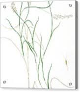 Image result for Capillipedium