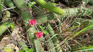 Image result for Euphorbia neopolycnemoides