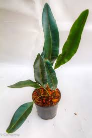 Image result for Elaphoglossum kivuense