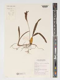 Image result for Bulbophyllum scaberulum