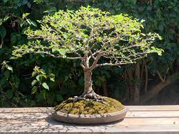 This is the zelkova in 2010 when i planted it into the ground. Broom Style Zelkova With A Sexy Root Spread Bonsai
