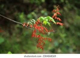 Image result for Strychnos usambarensis