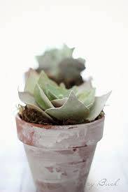 To make your own assortment of cute paper cacti plants, just gather the supplies listed here. Paper Succulent Tutorial