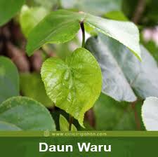 Mp gelang patah yb lim kit siang dihalau dari dewan kerana speaker tidak berani jawab soalan mengenai tindakan beliau. Ragam Bentuk Tulang Daun Pohon Waru Dan Fungsinya Ciriciripohon Com