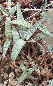 Image result for Ledebouria revoluta