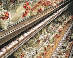 Acest proiect necesita o suma initiala de 1.300.000 eur, detaliata in cadrul planului financiar. Cum Infiintam O Ferma Ecologica De Gaini Ouatoare Conditii Si Echipamente Necesare Stiriagricole Ro