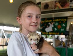 Are ferrets good pets? They've lived with us longer than you'd think