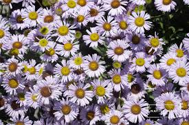 Image result for Erigeron steudelii
