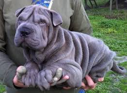 All pricing listed on this website does not include applicable. Dogs For Sale In Pei Ebay Induced Info