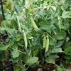 Everything you need to know about growing bush beans. Https Encrypted Tbn0 Gstatic Com Images Q Tbn And9gcsiodtzqayxzffa13r Ydo0jqw Ifqcs2zccgzfmqaxf2mhb0tv Usqp Cau