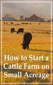 Cattle Farm Cattle Farming Cattle Ranching Raising Farm Animals
