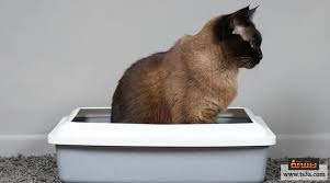 كيف يمكنك تدريب القطط على الطاعة وعلى حركات بسيطة تسعة