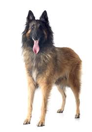 This breed is a stunningly handsome version of the black belgian sheepdog, different only in color. Belgian Shepherd Dog Tervuren Dogs Breed Information Omlet
