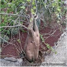 Image result for Vahadenia