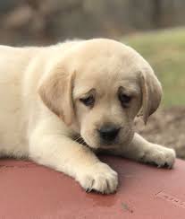 Buster A Male Akc Labrador Retriever Puppy For Sale In Mansfield Missouri Find Cute Labrador Retriev Labrador Retriever Puppies Labrador Retriever Labrador