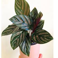 Check spelling or type a new query. Foto Asli Paket 4 Jenis Tanaman Bunga Chalathea Tanaman Bunga Hias Hidup Tanaman Bunga Indoor Rkl Shopee Indonesia