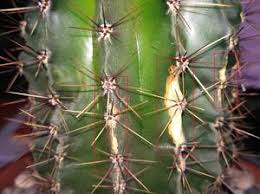 How to grow and care for christmas cactus. Full Guide On Cactus Diseases Pests And Treatments Terrarium Planting Guide