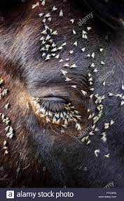 Infestation Of Flies Feeding On The Horse S Eye Moist Tender Flesh In A Warm Spring Afternoon Stock Photo Alamy