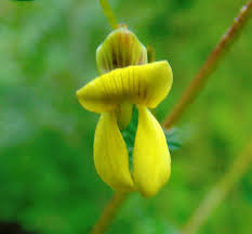 Image result for Ochna glauca