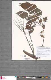 Image result for Macaranga spinosa