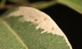 Image result for puklice