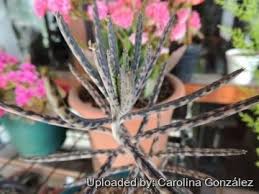 Image result for Bryophyllum tubiflorum