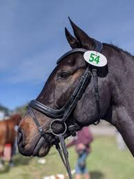 Blue bridle insurance agency, headquartered in pittstown, new jersey, is licensed to do business in more than 40 states. Thursday News Notes From Taylor Harris Insurance Services This Eventing Nation Three Day Eventing News Results Videos And Commentary