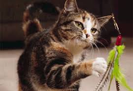 Principalele boli transmise de pisici, atunci când nu sunt îngrijite în mod corespunzător, sunt: Bolile Pisicii De La A La Z Partea A Ii A