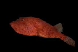 The congo puffer is one the few full freshwater puffers in the fish keeping hobby. Congo Puffer Care Pasteurinstituteindia Com