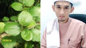 Bidara yakni sebutan bagi tanaman ini dalam bahasa indonesia. Ustaz Ini Ajarkan Bagaimana Nak Buat Air Daun Bidara Dan Cara Yang Betul Gunakannya Klv