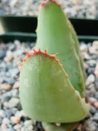 Image result for Urochloa marlothii