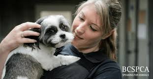 The BC SPCA