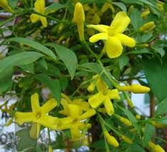 Image result for Jasminum schimperi