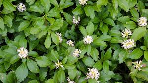 Image result for Pachycarpus spurius