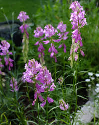 Image result for Polygala marensis