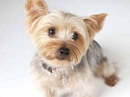 The yorkie poo's coat can be curly, wavy or straight, and its texture is on lighter side and often silky. Silky Terrier Price Temperament Life Span