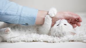 Is your cat suddenly affectionate, clingy, and needy? Understanding Cat Biting And Scratching