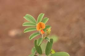 Image result for Tephrosia meisneri