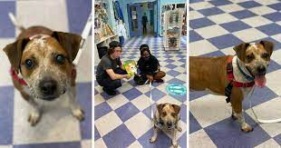We need volunteers to help with dog and cat adoptions throughout the city on saturdays and at community events. Yc4z2n56alrg2m