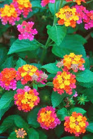 Lantana Blooms When Nothing Else Will First Come Lavender Ones Then White And Yellow And Then These Super Colorful Ones I Find Lantana Plant Lantana Plants