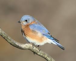 Blue Bird With White Ring Around Neck Eastern Bluebird Sialia Sialis Videos Photos And Sound Recordings The Internet Bird Collection Hbw Alive Blue Bird Eastern Bluebird Birds