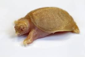 Find healthy albino chinese softshell. File Chinese Soft Shelled Albino Turtle 37090442144 Jpg Wikimedia Commons