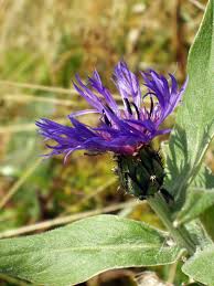 Ron finley teaches gardening ron finley teaches gardening Centaurea Montana Wikipedia